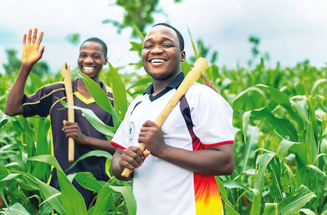 Federal Government Unveils ₦1.5 Billion Support Package for 500,000 Ginger Farmers to Boost Youth Employment and Agricultural Growth