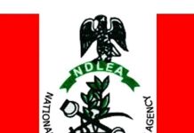 NDLEA Ranks and Salary Structure in Nigeria